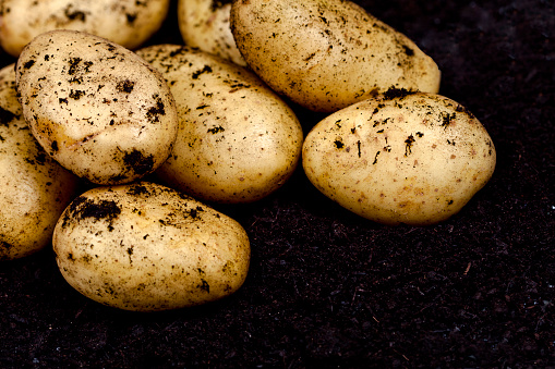 Newly harvested potatoes closeup ond soil background. Fresh organic food.
