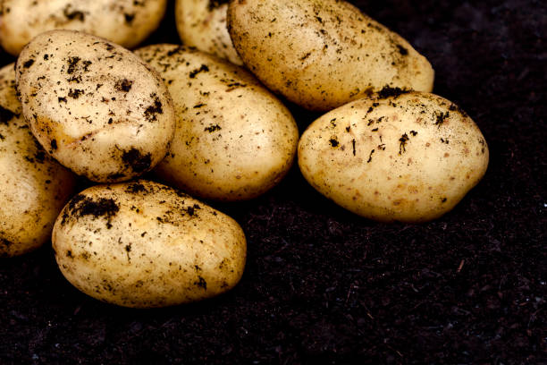 Newly harvested potatoes closeup ond soil background. stock photo