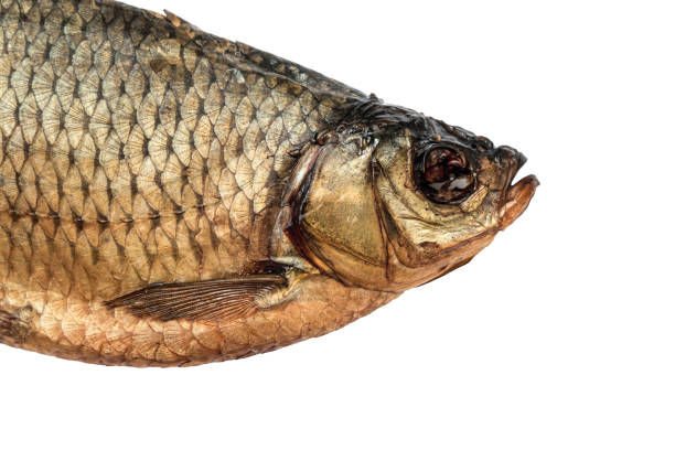 istock Head dried salted rudd fish close-up isolated on a white background 1152284264