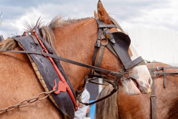 istock Clydesdale Horses In Harness 1152285423
