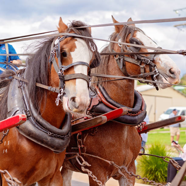 istock Clydesdale Horses In Harness 1152285426