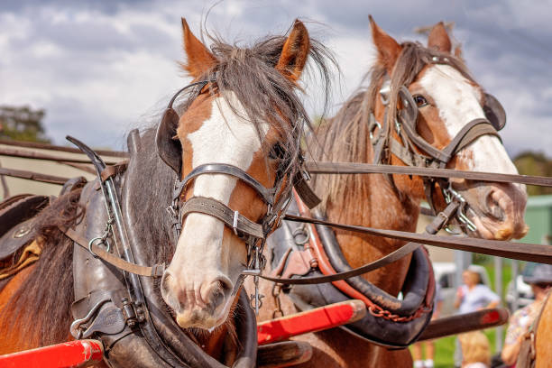 istock Clydesdale Horses In Harness 1152285464
