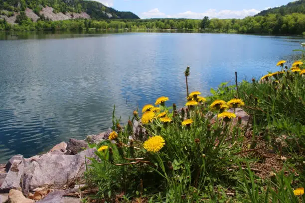 Scenic landscape with blooming dandelions in front of lake at Devil"u2019s Lake State Park, Baraboo area, Wisconsin, Midwest USA.