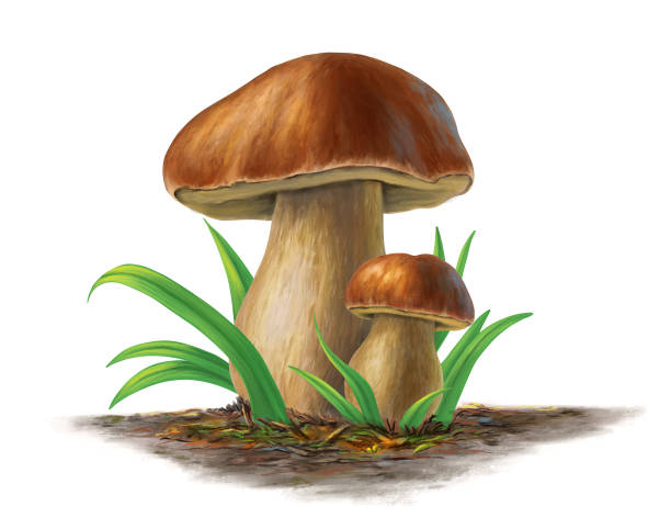 Porcini mushrooms Two porcini mushrooms, boleuts edulis. Digital painting. peppery bolete stock illustrations
