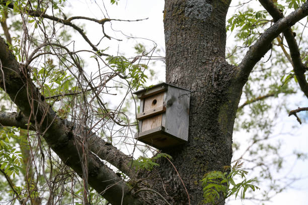 istock Old wooden birdhouse high on a tree 1152287048