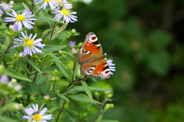 istock Butterfly on blue summer flowers. Sunny day 1152289898