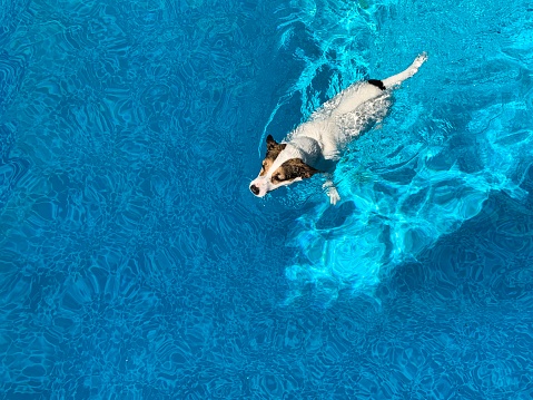 Mostly white Jack Russell Terrier dog photographed from above as she is swimming in bright blue outdoors swimming pool.