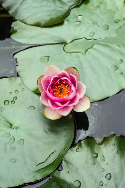 gotas da chuva no lírio de água - pond water lily water drop - fotografias e filmes do acervo