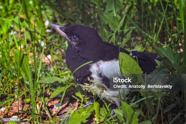 Das Nesteln Der Europäischen Magpie Sitzt Inmitten Dickem Grünen Gras Stockfoto und mehr Bilder von Ast - Pflanzenbestandteil