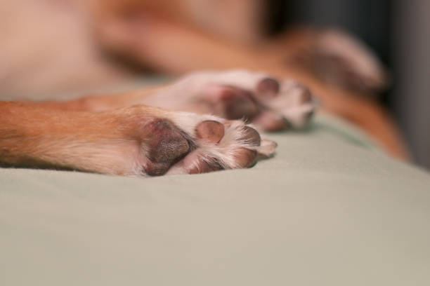 istock of a dog, who is resting, lying on a bed 1152297730