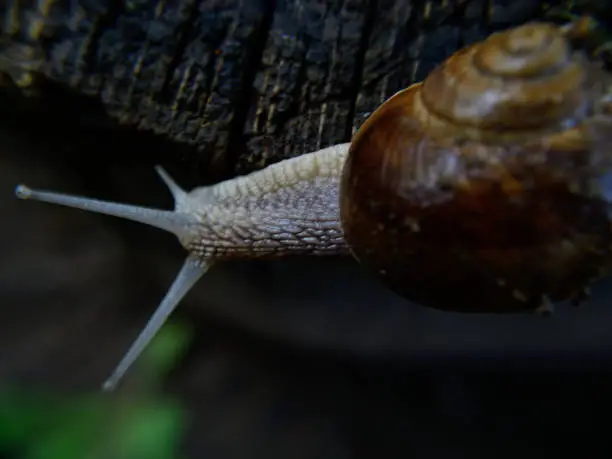 Close-up of a snail, gastropoda Helix-pomatia macro