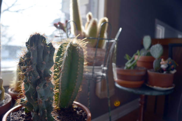 A variety of potted cacti in a living room.