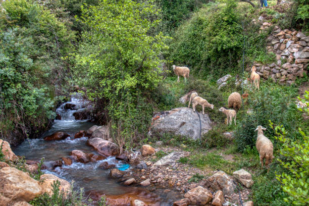 istock Flock of sheep in the field 1152301646