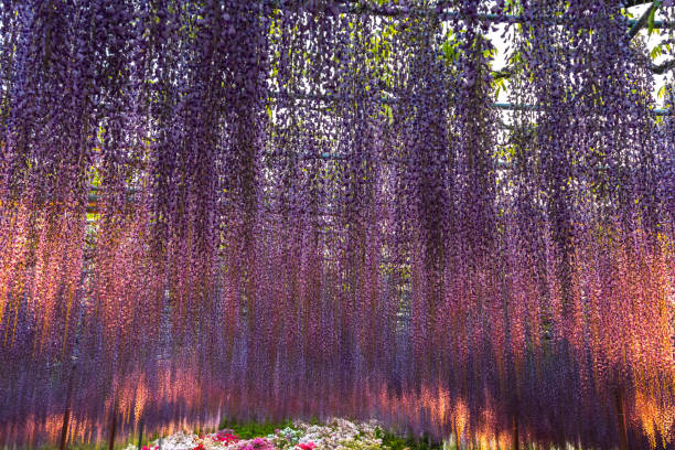 istock Wisteria blossom trellis 1152303310