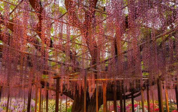 istock Wisteria blossom trellis 1152303339