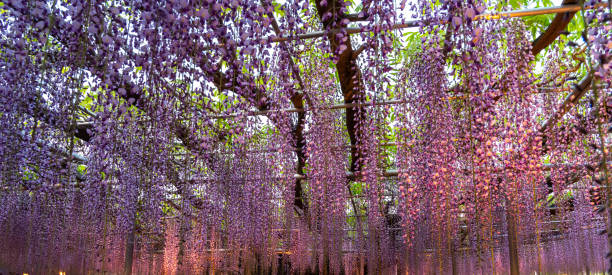 istock Wisteria blossom trellis 1152303361
