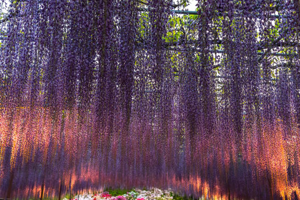 istock Wisteria blossom trellis 1152303375