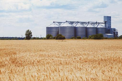 new grain elevator on the background of a wheat field\