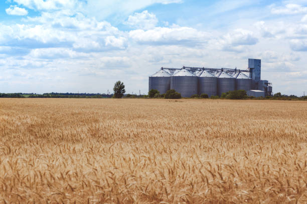 istock new grain elevator on the background of a wheat field