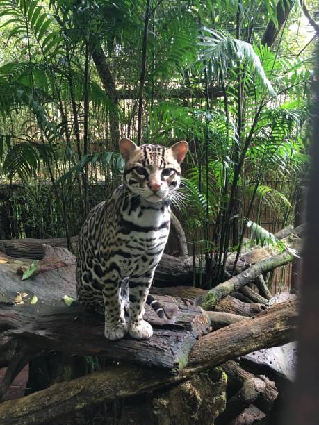 ocelot - jaguatirica - fotografias e filmes do acervo