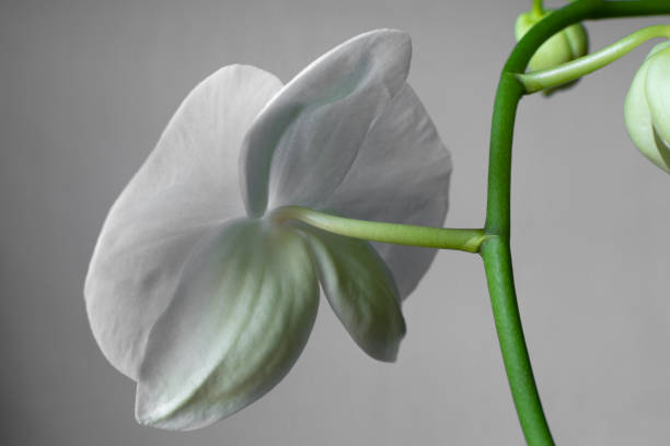 istock Single white orchid flower from behind isolated on grey. 1152309033