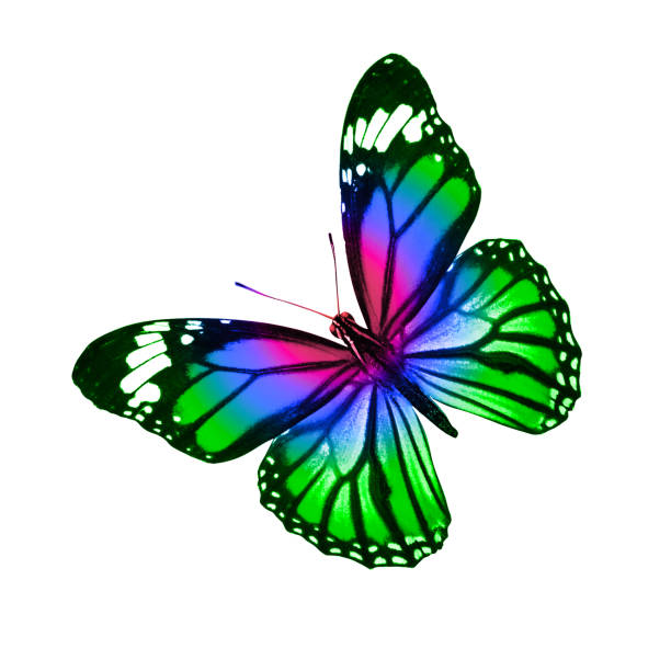 istock tropical colorful butterfly isolated on white background 1152309783