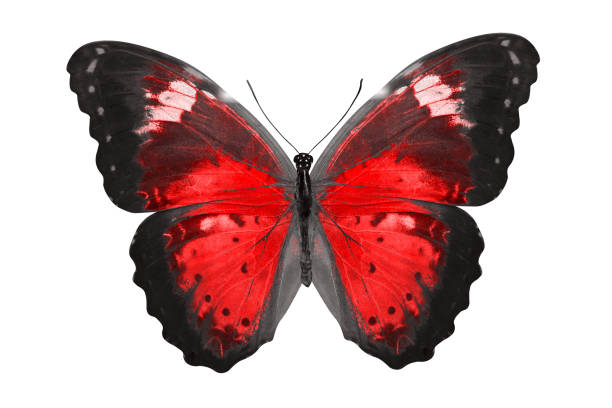 istock tropical red butterfly. isolated on white 1152309901