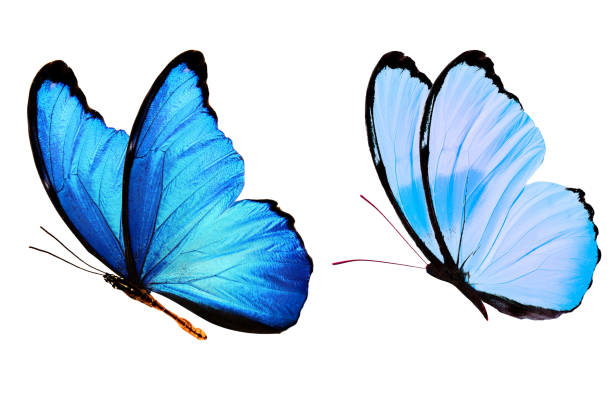 istock tropical blue butterfly. isolated on white background 1152310046