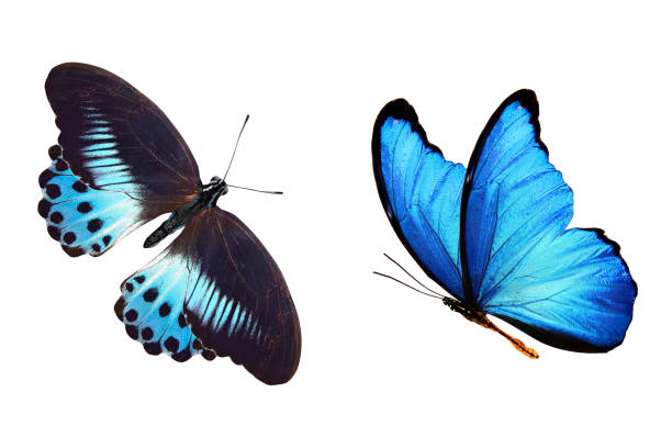 istock tropical blue butterfly. isolated on white background 1152310054