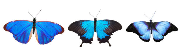 istock flock of blue butterflies isolated on white 1152310080