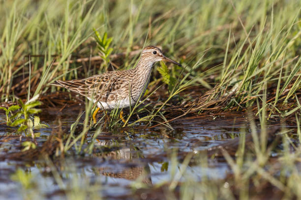 istock pectoral Sandpiper bird 1152311068