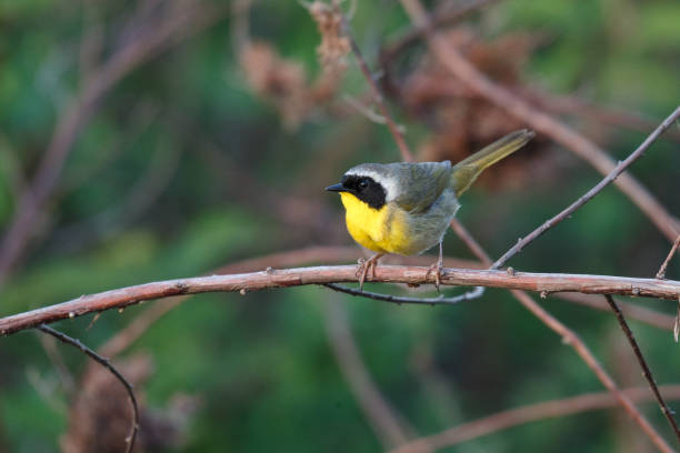 istock Common Yellowthroat bird 1152311180