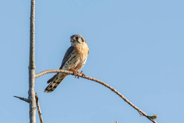 istock american kestrel bird 1152311189