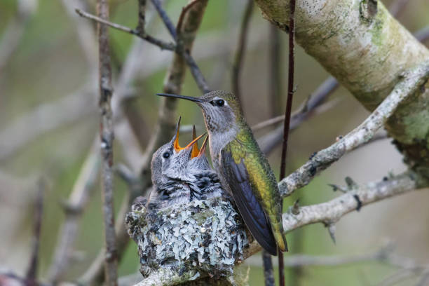 istock annas hummingbird feeding chick 1152311586