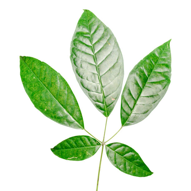 istock Green leaf isolated on white background with clipping path. 1152311690