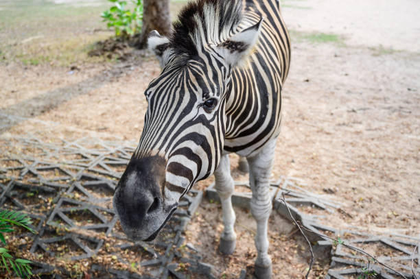 istock Close up zebra at the national park. 1152311816