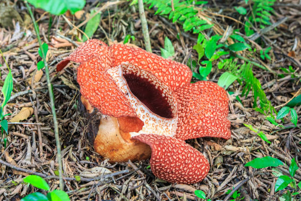 istock Rafflesia, the biggest flower in the world 1152312845