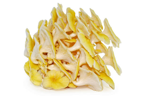 Oyster Mushrooms isolated on white background