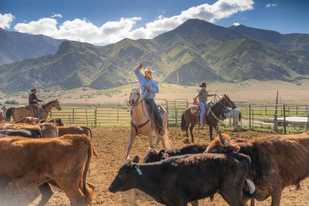 istock Roping cattle for branding in Utah - USA 1152315555