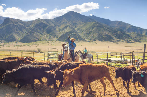 istock Roping cattle for branding in Utah - USA 1152316256