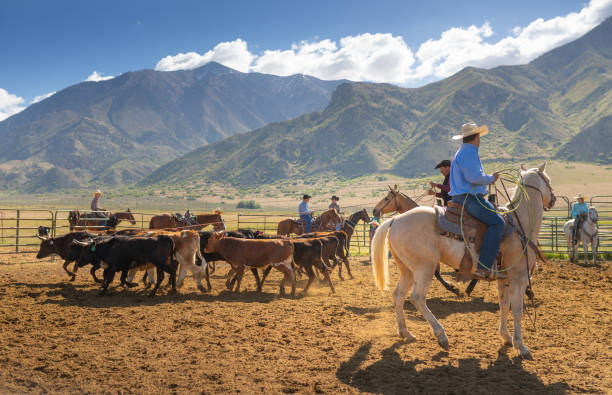istock Roping cattle for branding in Utah - USA 1152316264