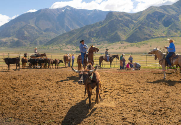 istock Roping cattle for branding in Utah - USA 1152317335