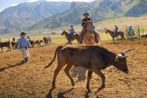 istock Roping cattle for branding in Utah - USA 1152317576