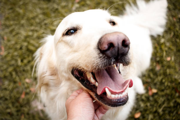istock A little scratch on the chin 1152317598