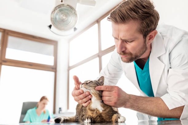 istock Doctor examining cat on table at veterinary clinic 1152318148