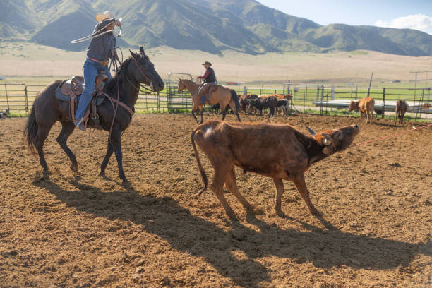 istock Roping cattle for branding in Utah - USA 1152318236