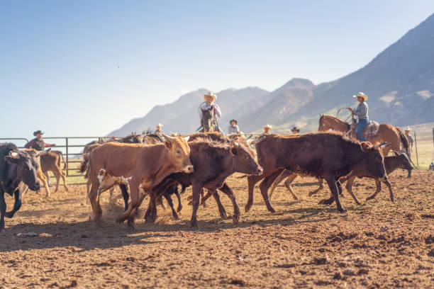 Roping cattle for branding in Utah - USA