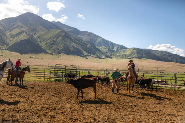 istock Roping cattle for branding in Utah - USA 1152318908