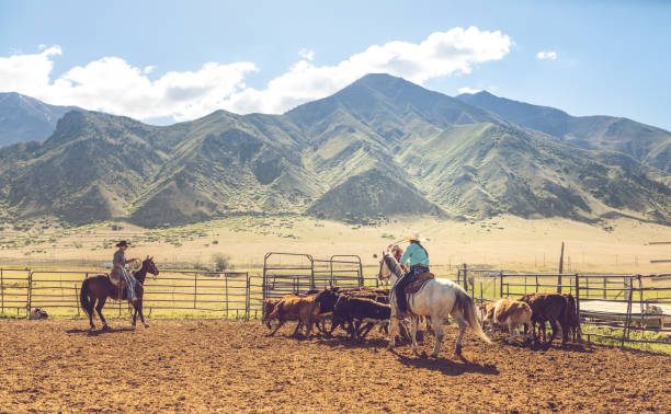 istock Roping cattle for branding in Utah - USA 1152318966