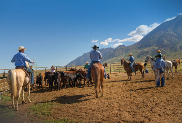 istock Roping cattle for branding in Utah - USA 1152319018
